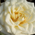 White - Miniature rose - Moonlight Lady